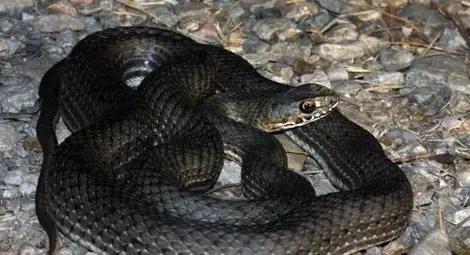 Кюстендилец извади змия от пералня