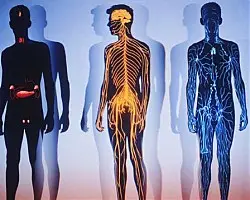 Тест: Добре ли работи имунната ви система