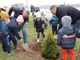 Десетки деца и техните родители засадиха дръвчета на кея в Русе. В инициатива се включи и областният управител Орлин Пенков