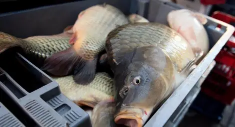 Шаранът върви около 5 лева за кило преди Никулден