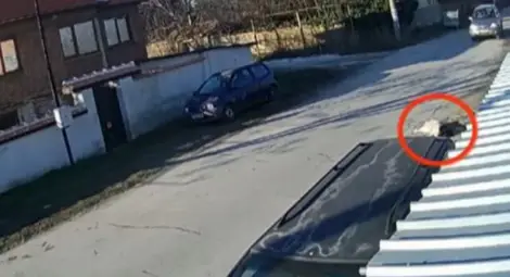 Освободиха шофьора, който прегази куче Освободиха шофьора, който прегази куче