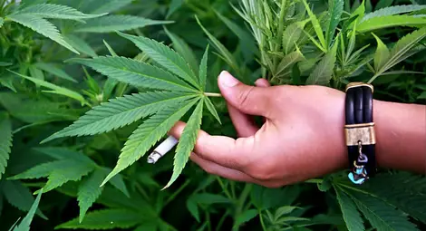 Марихуана расла наред с домати в оранжерия