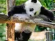 Зоологическата градина в Мюнхен ще получи две панди от Китай