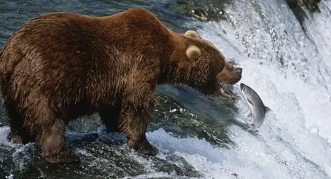 Мечките, вълците и рисовете се завръщат в Европа