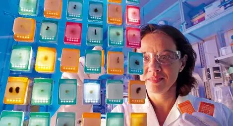 Откриха бактерия, която може да помага за отслабването