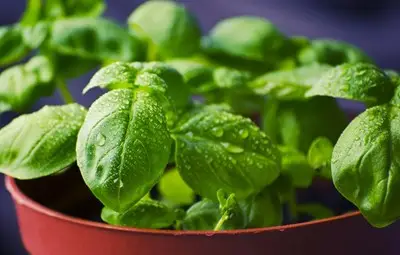 5 билки, които помагат при възпаление на горни дихателни пътища