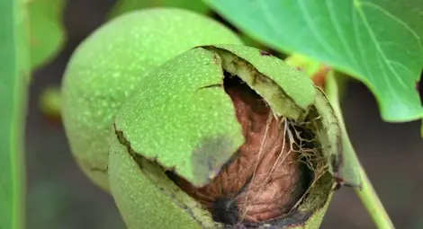 Семинар учи овощари на тънкости в  отглеждането на черупчести плодове