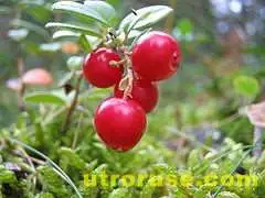 Червената боровинка намалява кръвното 