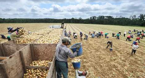 Правят интервюта в четири града за работа в селското стопанство в Германия