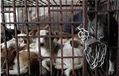 Шеф на Агенцията по безопасност на храните: Внос на кучешко месо е невъзможен