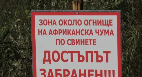 Четири села се оплакват от смрад от загробените прасета