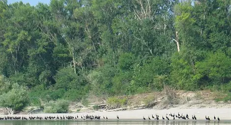 Островите по Дунав - рай сред дивата природа 