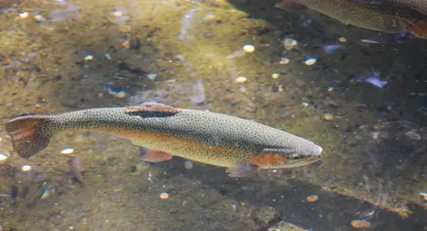 Рибарник за дъгова пъстърва изграждат край Писанец