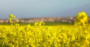 По 275 кг рапица  прибират от декар