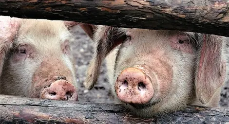 Отпадат част от ограниченията  заради африканската чума