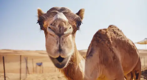 Учени от ОАЕ имунизират камили срещу коронавируса Учени от ОАЕ имунизират камили срещу коронавируса