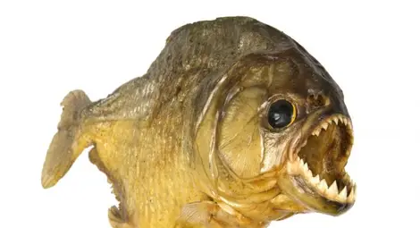 Да нахраниш хищни риби в Бразилия /видео/