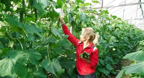 Пореден отлив на земеделски производители в Русенско