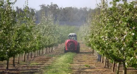 Фонд &bdquo;Земеделие&ldquo; ще даде 4 млн. лв. субсидия за борба с вредителите