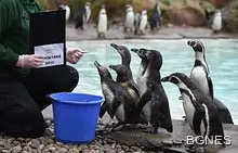 Пингвините не могат да усетят вкуса на рибата