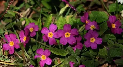 Слънцето ще ни залее с топлина