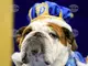 Английският булдог страда заради муцуната, на която дължи популярността си