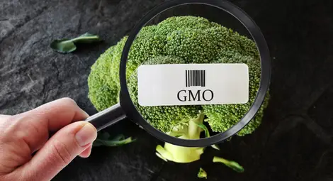 ЕС засилва натиска за дерегулация на ГМО-продуктите, предупреждават еколози