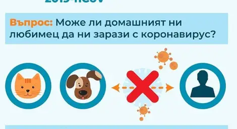 Не, домашните любимци не разнасят Ковид-19! Какво се случва с тях по време на извънредната ситуация