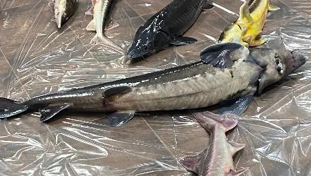 Токов удар уби есетрите в Екомузея с аквариум в Русе /галерия/