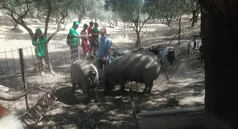 Коне, които раждат във водата, и прасета  за хамон впечатлили русенски гимназисти
