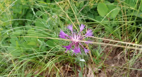 Ангелова метличина