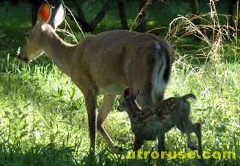 Бракониери са нападнали надзирател от държавното ловно стопанство "Каракуз" в Силистренско 