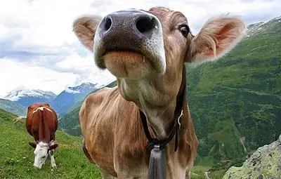 Ще забраняват звънците на кравите в Швейцария Ще забраняват звънците на кравите в Швейцария
