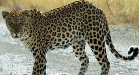 Леопард отвлече куче от жилищен блок в Мумбай 