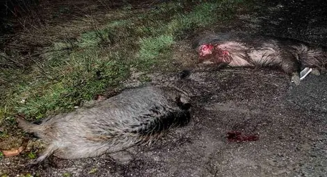 Камион отнесе стадо диви прасета