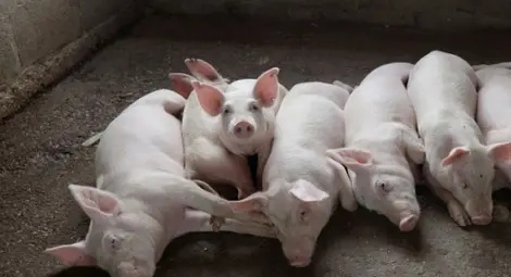 Генномодифицирани прасета стават донори на органи