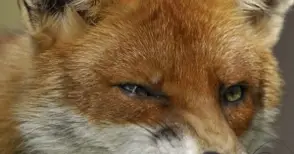 Ваксинират от въздуха против бяс хищниците на 2800 кв.км в Русенско