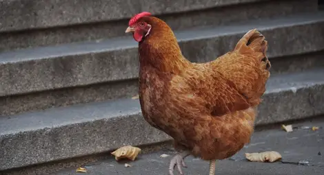 Лаборантка Коколина казва кой е болен от заушка