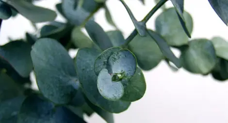 Растенията, които пазят дома от вируси и бактерии