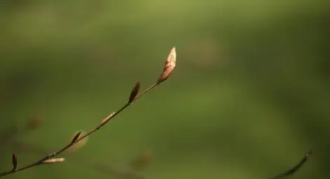 Шест температурни рекорда за февруари паднаха в Силистра Шест температурни рекорда за февруари паднаха в Силистра