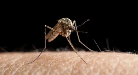 Откриха защо комарите хапят само някои хора Откриха защо комарите хапят само някои хора