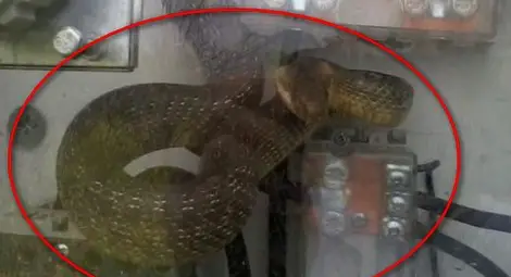 Двуметров смок мишкар впи зъби в учителка