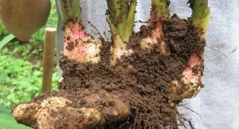 Джинджифил у дома