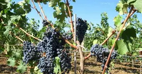 В петък приключва подаването на  документи за конверсия на лозя