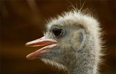 Самотен щраус избяга за коледните празници от видинско село