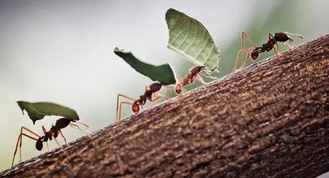 И мравките боледуват! Излизат в „болнични“, за да не заразят другите И мравките боледуват! Излизат в „болнични“, за да не заразят другите