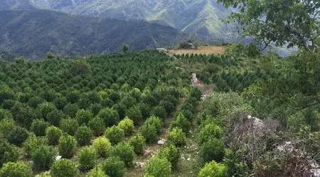 Албания - рай на марихуаната