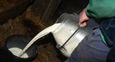 Фермери пред фалит, изкупуват млякото по 45 стотинки