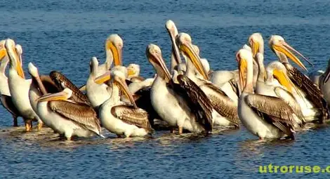 40 пеликана долетяха в Сребърна