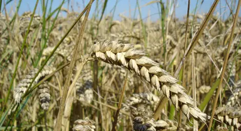 Колко пшеница се произвежда в България